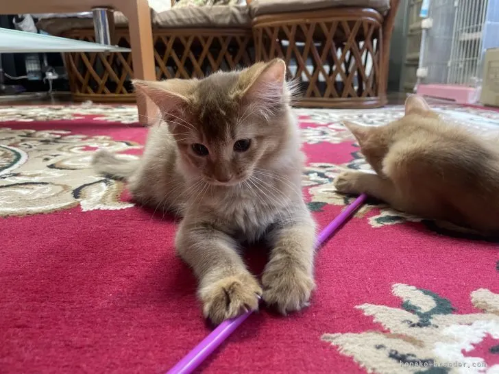 ID：2112-00563の子猫