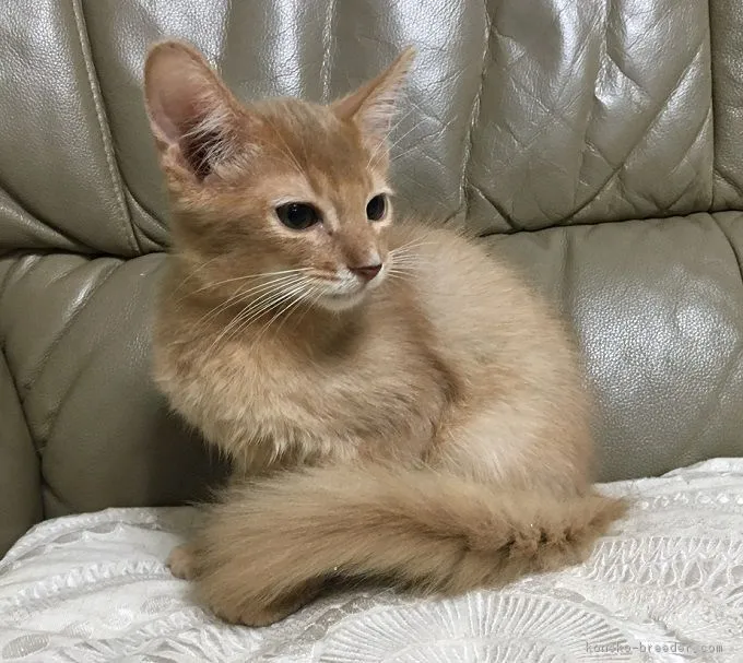 ID：1809-00808の子猫