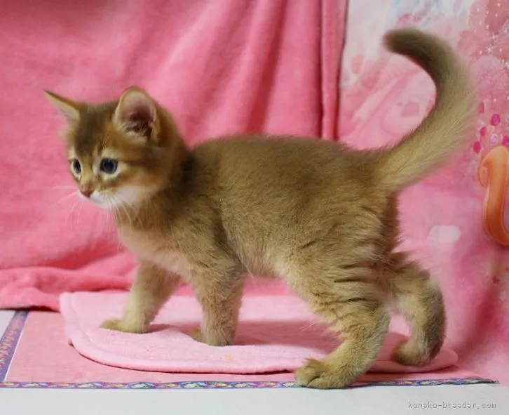 ソマリ【神奈川県・男の子・2016年4月28日・レッド】の写真1「容姿も綺麗な僕ちゃんです」