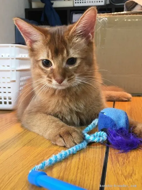 ID:1811-00557の子猫