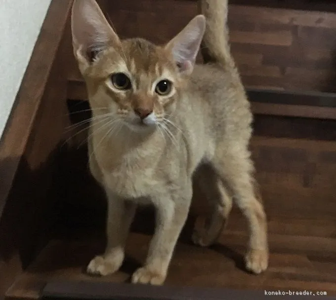 ID：1809-00807の子猫