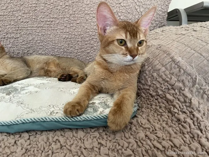 ID:2112-00566の子猫