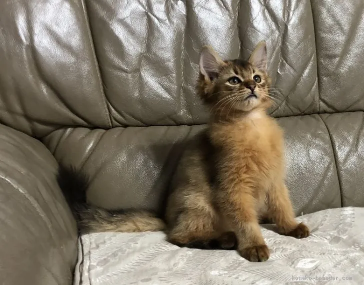 ID:2101-00642の子猫