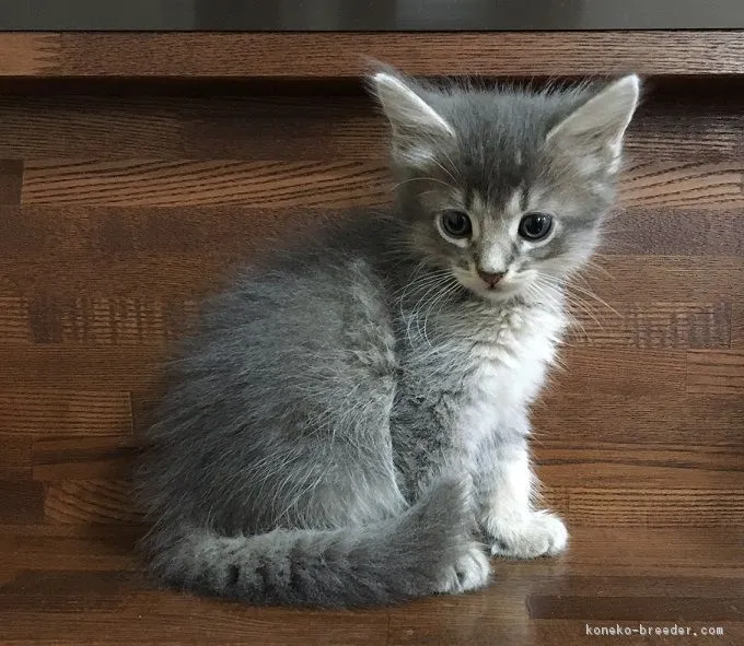 ID：1607-00362の子猫