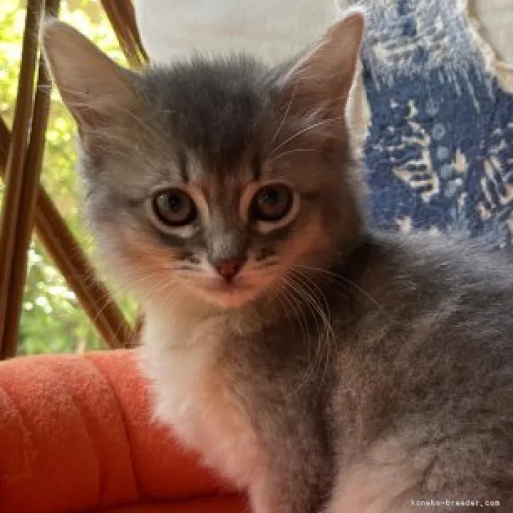 ソマリ【神奈川県・女の子・2023年3月6日・ブルー】の写真1「5月9日撮影📷🍀小顔の可愛女の子🥰」