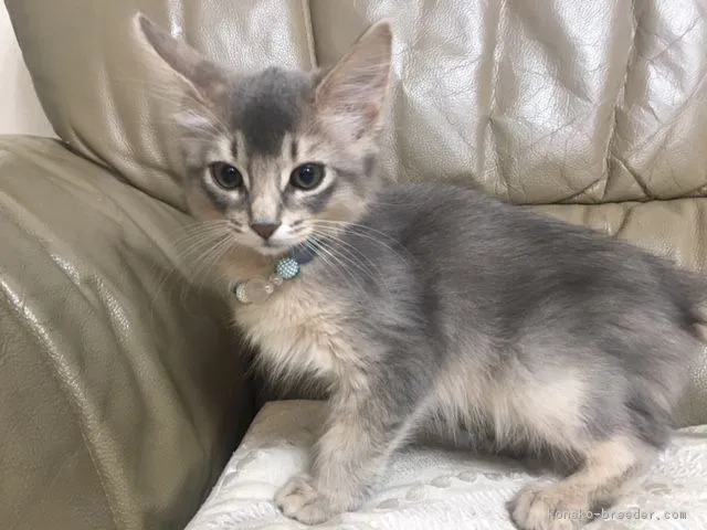 ID:1806-01457の子猫