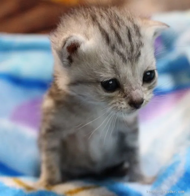 グリーン 様のお迎えした子猫