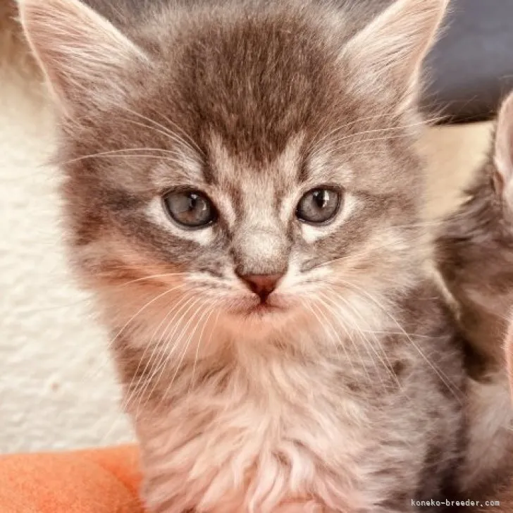 ID：2304-02458の子猫