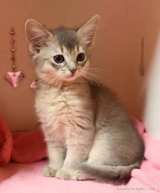 ID：1705-00090の子猫