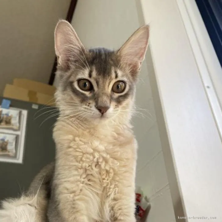 ID：2210-00106の子猫