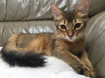 ソマリ【神奈川県・男の子・2017年7月23日・ルディ】の写真「ゴロゴロ　スリスリ甘えん坊な僕です。」