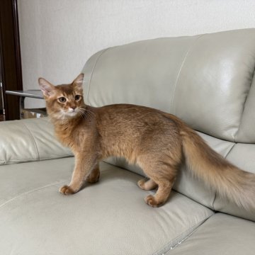 ソマリ【神奈川県・男の子・2024年6月10日・レッド】の写真「🥰綺麗なレッドの僕⭐️」