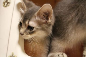 ソマリ【神奈川県・女の子・2017年4月18日・ブルー】の写真「綺麗なブルーの女の子」