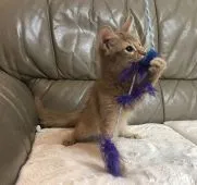 ソマリ【神奈川県・女の子・2019年5月5日・フォーン】の写真1