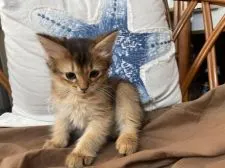 ソマリ【神奈川県・女の子・2020年12月28日・ルディ】の写真1