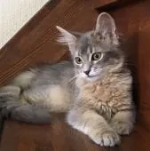 ソマリ【神奈川県・女の子・2016年2月6日・ブルー】の写真1「甘えたサンです。」