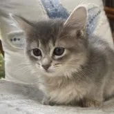 ソマリ【神奈川県・女の子・2023年3月6日・ブルー】の写真1「5月10日撮影📷」