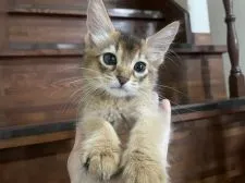 ソマリ【神奈川県・女の子・2021年4月22日・ルディ】の写真2