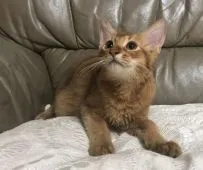 ソマリ【神奈川県・男の子・2019年5月5日・レッド】の写真2