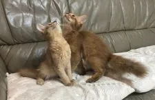 ソマリ【神奈川県・男の子・2019年5月5日・レッド】の写真3「向かって右がレッド男の子」