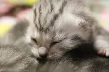 アメリカンショートヘア【神奈川県・女の子・2016年12月27日・シルバータビー】の写真3「こちらの子の方が少し淡い毛色です。」