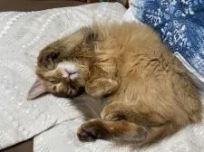 ソマリ【神奈川県・女の子・2020年10月7日・レッド】の写真4