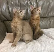 ソマリ【神奈川県・男の子・2019年5月5日・レッド】の写真4「向かって右がレッド男の子」