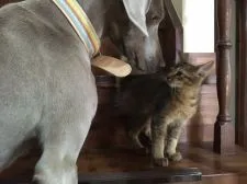 ソマリ【神奈川県・男の子・2016年2月6日・ルディ】の写真4