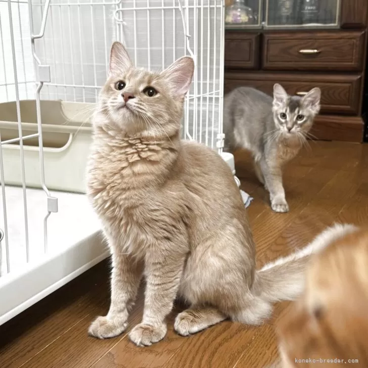 ソマリ【神奈川県・女の子・2025年1月21日・フォーン】の写真1