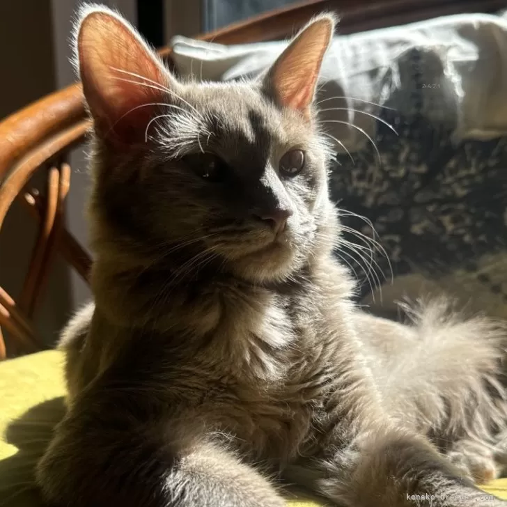 三色 様のお迎えした子猫