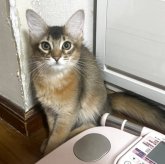 ソマリ