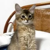 ソマリ