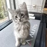 ソマリ
