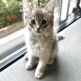 ソマリ