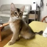ソマリ