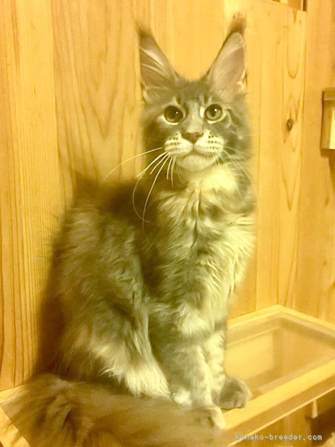 川口和樹ブリーダーのブログ：ようおこし😽