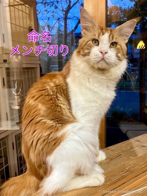 川口和樹ブリーダーのブログ：メンチ切り👁️
