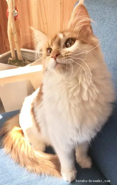 ID:2010-01397の子猫