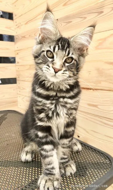ID：2105-00308の子猫