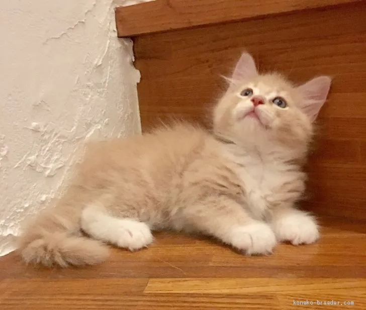 ID：1909-00620の子猫