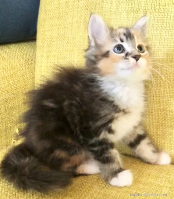 せーな 様のお迎えした子猫