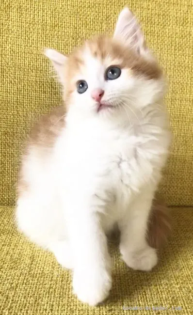 ID:2007-01084の子猫