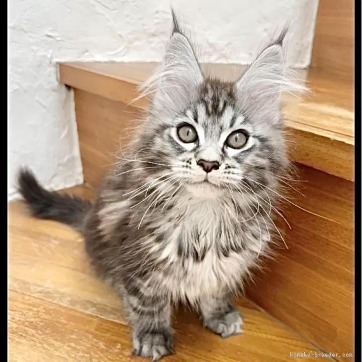 ID:2406-02827の子猫