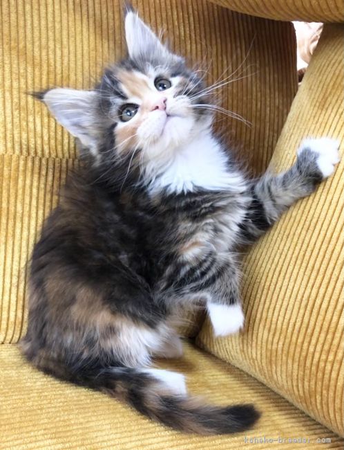 メインクーン 和歌山県 女の子 21年2月14日 ブラックトーティ ホワイト 目元が笑えるほどパパ猫ソックリの愛娘 ๑ ๑ みんなの子猫 ブリーダー 子猫id 2105 メインクーン 和歌山県 女の子 21年2月14日 ブラックトーティ ホワイト 目元が笑えるほどパパ猫ソックリの愛娘 ๑ ๑ みんなの子猫 ブリーダー 子猫id 2105