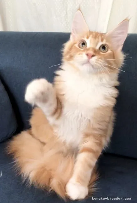 ID：2108-00956の子猫