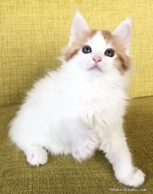 ID：2006-00587の子猫