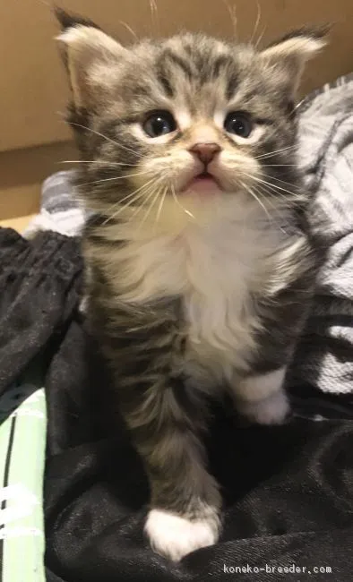 ID:2001-00028の子猫
