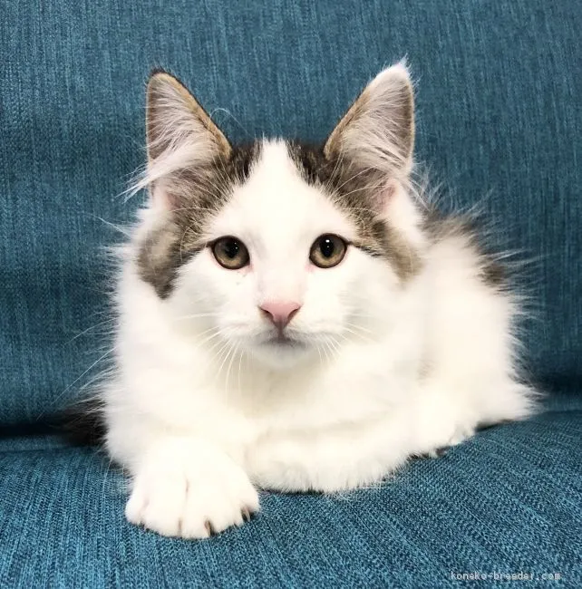 ID:1910-01062の子猫