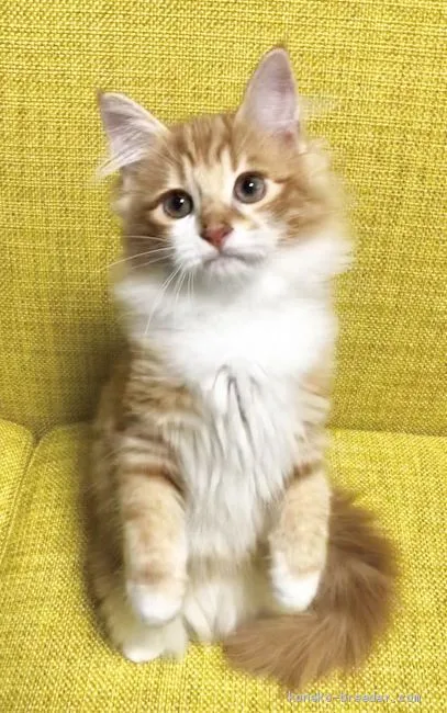 ID:1909-00618の子猫