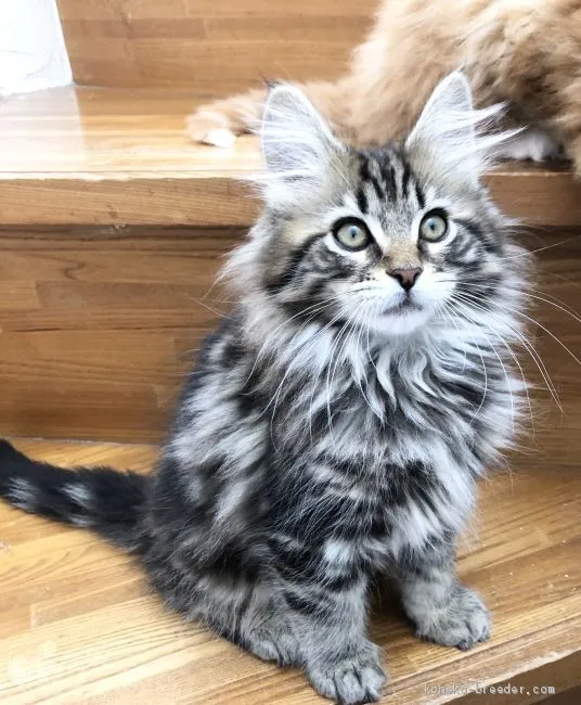 ちょこりん 様のお迎えした子猫